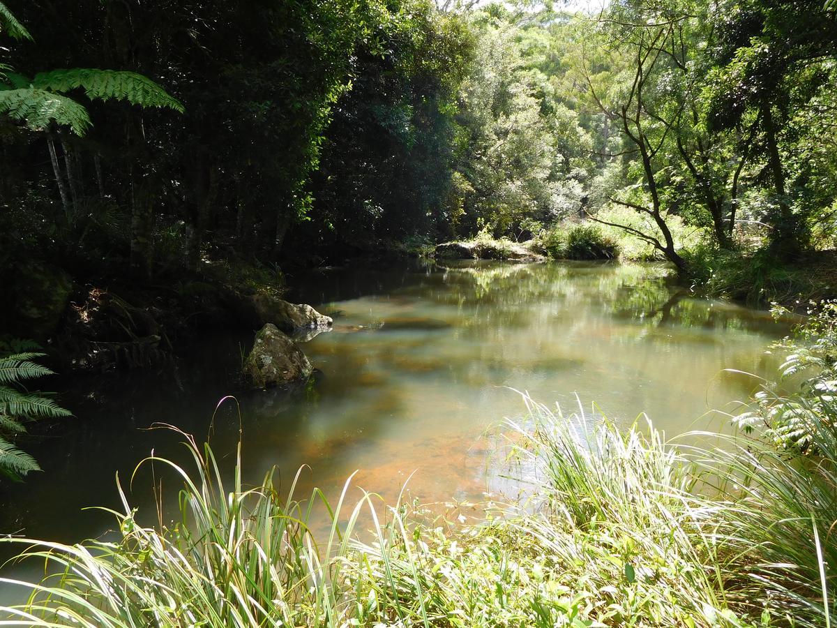 Purling Brook Falls Gwongorella Springbrook Exterior foto